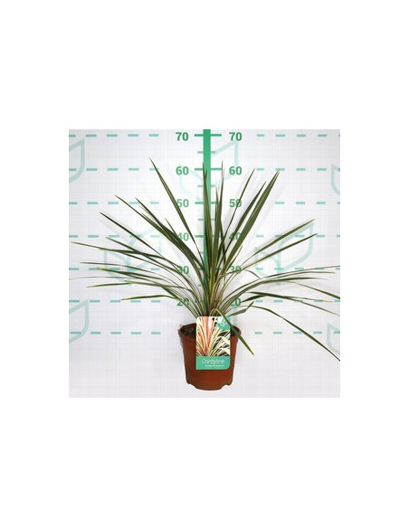CORDYLINE AUSTRALIS TORBAY DAZZLER T2,5LT