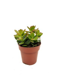 CRASSULA OVATA T12CM