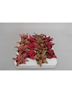 CRYPTANTHUS MIX T5,5CM