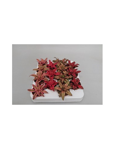 CRYPTANTHUS MIX T5,5CM