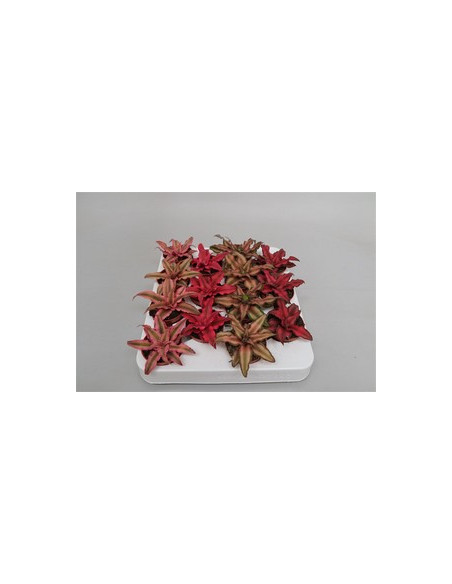 CRYPTANTHUS MIX T5,5CM