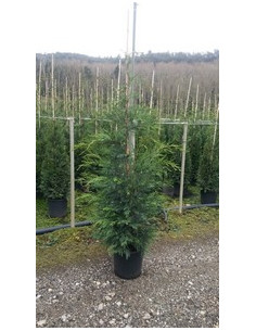 CUPRESSUS LEYLANDII T15LT 200/225CM