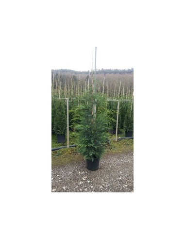 CUPRESSUS LEYLANDII T15LT 200/225CM