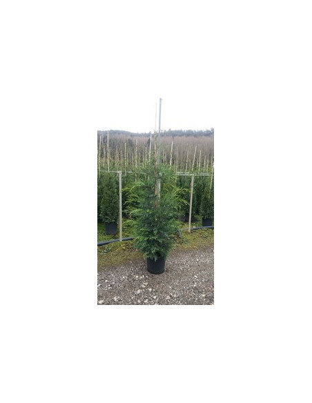 CUPRESSUS LEYLANDII T15LT 200/225CM