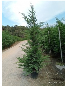 CUPRESSUS LEYLANDII T30LT 250/300CM