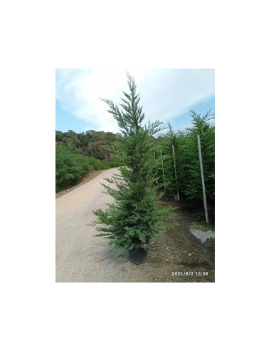 CUPRESSUS LEYLANDII T30LT 250/300CM