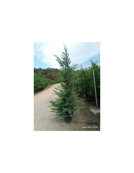 CUPRESSUS LEYLANDII T30LT 250/300CM