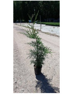 CUPRESSUS LEYLANDII T3LT 80/100CM 2