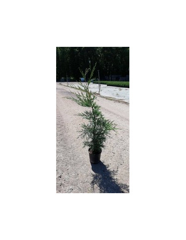 CUPRESSUS LEYLANDII T3LT 80/100CM