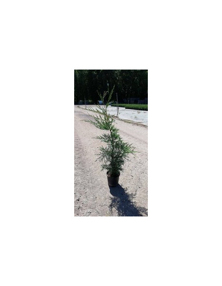 CUPRESSUS LEYLANDII T3LT 80/100CM