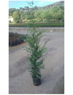 CUPRESSUS LEYLANDII T5LT 100/125CM