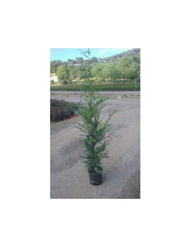 CUPRESSUS LEYLANDII T5LT 100/125CM