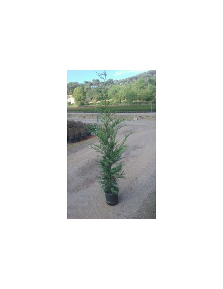CUPRESSUS LEYLANDII T5LT 100/125CM