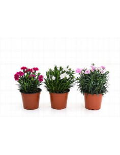 DIANTHUS CARNELIA T13CM