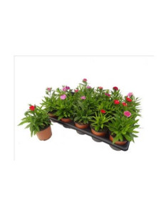 DIANTHUS CHINENSIS TELSTAR T11CM