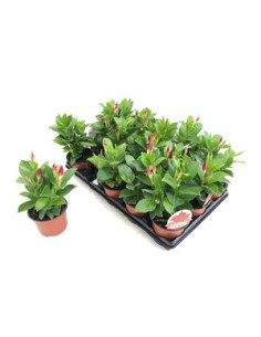 DIPLADENIA ARBUSTIVA T11CM 2