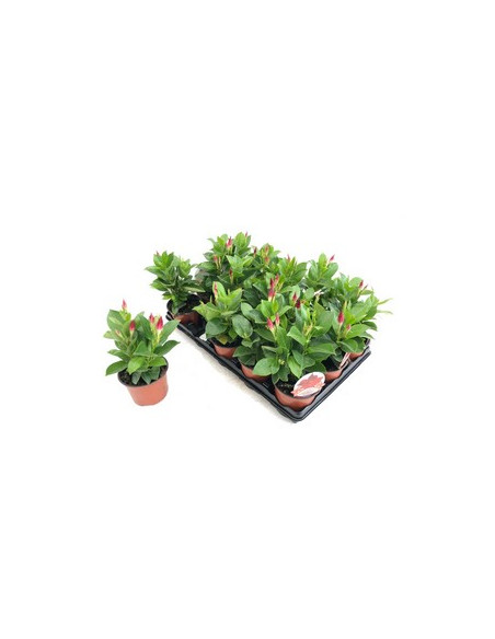 DIPLADENIA ARBUSTIVA T11CM