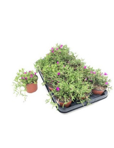 DROSANTHEMUM CANDENS T11CM MESEM PENDULINA