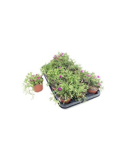 DROSANTHEMUM CANDENS T11CM MESEM PENDULINA