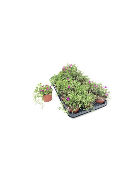 DROSANTHEMUM CANDENS T11CM MESEM PENDULINA