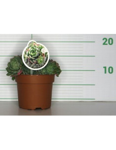 ECHEVERIA ELEGANS T1LT