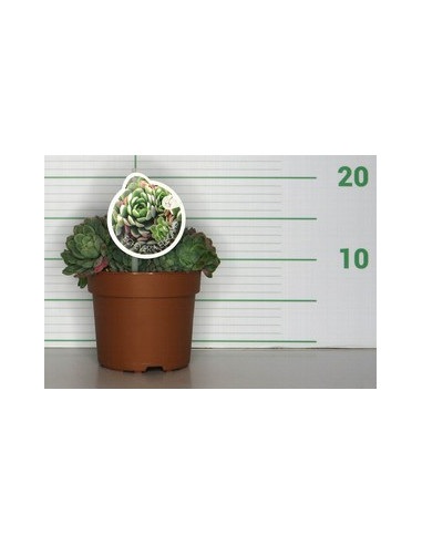 ECHEVERIA ELEGANS T1LT