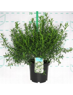 ERIOSTEMON MYOPOROIDES T5LT