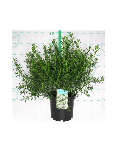 ERIOSTEMON MYOPOROIDES T5LT