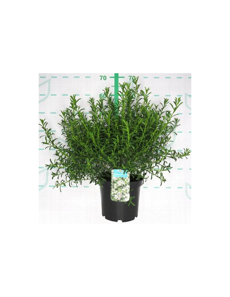 ERIOSTEMON MYOPOROIDES T5LT