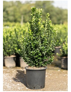 EUONYMUS JAPONICUS BENKOMASAKI T5LT