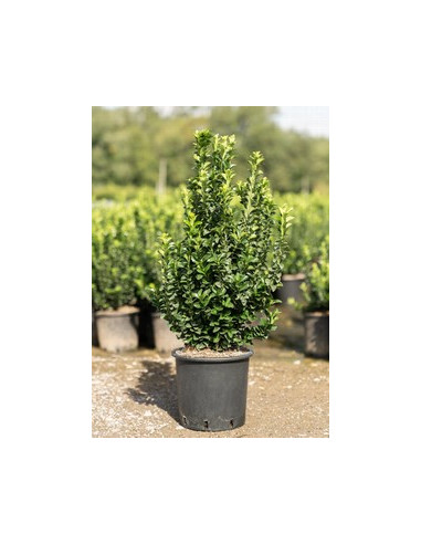 EUONYMUS JAPONICUS BENKOMASAKI T5LT