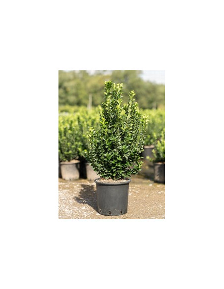EUONYMUS JAPONICUS BENKOMASAKI T5LT