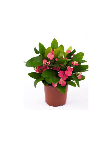 EUPHORBIA MILII T13CM  ESPINA DE CRIST