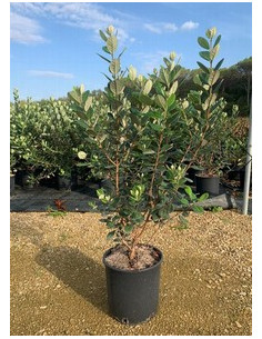 FEIJOA SELLOWIANA T10LT 60/80