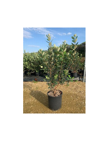 FEIJOA SELLOWIANA T10LT 60/80