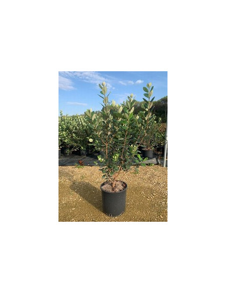 FEIJOA SELLOWIANA T10LT 60/80
