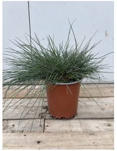 FESTUCA GLAUCA T13CM