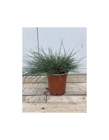 FESTUCA GLAUCA T13CM