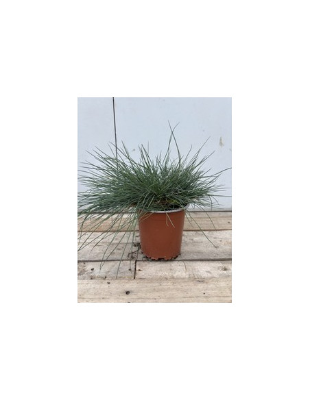 FESTUCA GLAUCA T13CM