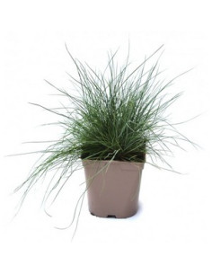 FESTUCA GLAUCA T2LT