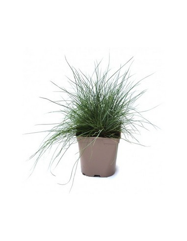 FESTUCA GLAUCA T2LT