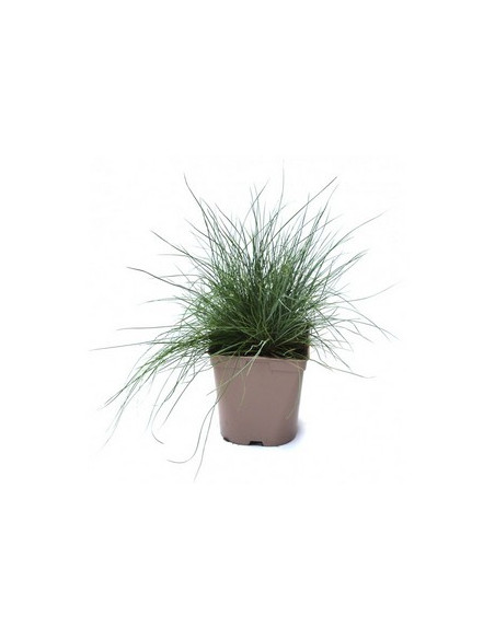 FESTUCA GLAUCA T2LT