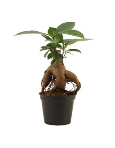 FICUS GINSENG T12CM