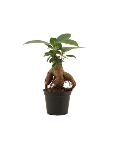 FICUS GINSENG T12CM