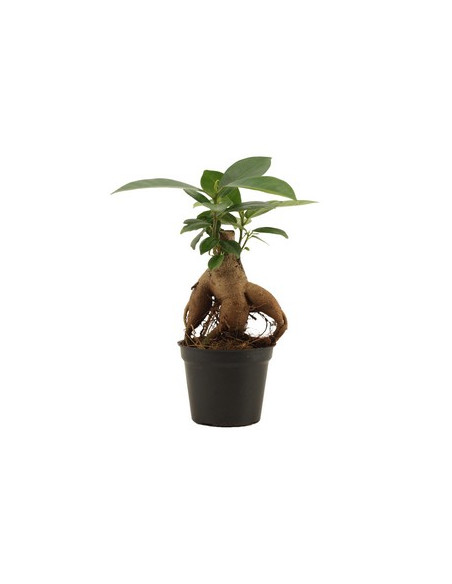 FICUS GINSENG T12CM