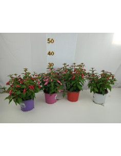 FUCHSIA X HIBRIDA T13CM