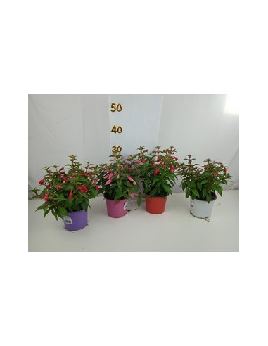 FUCHSIA X HIBRIDA T13CM