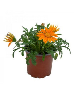 GAZANIA HIBRIDA T11CM