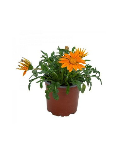GAZANIA HIBRIDA T11CM