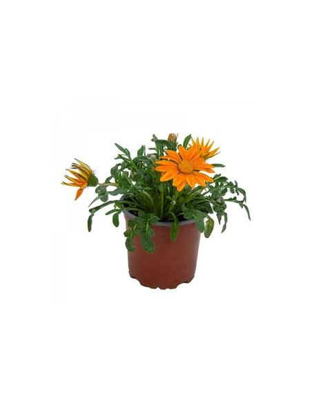 GAZANIA HIBRIDA T11CM